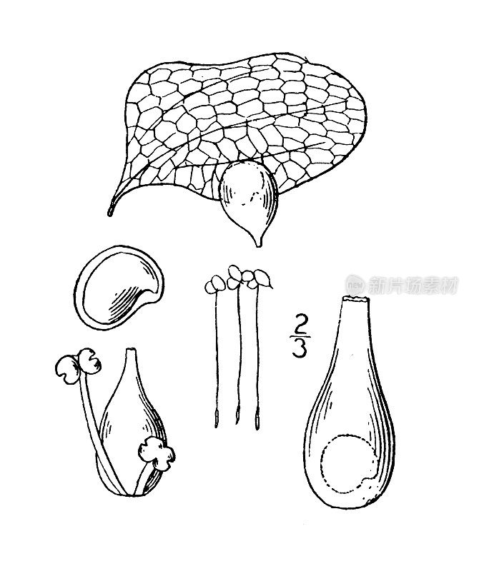 古植物学植物插图:紫杉Lemna perpusilla，小浮萍